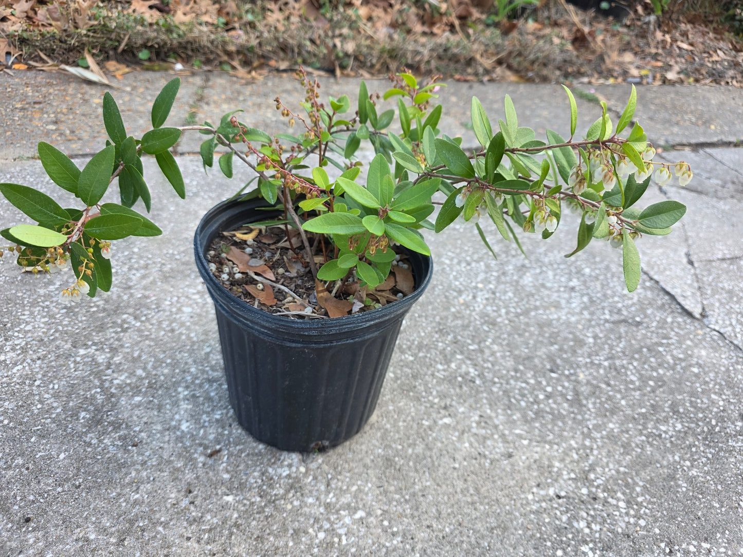 Pieris phillyreifolia, Climbing Fetterbush