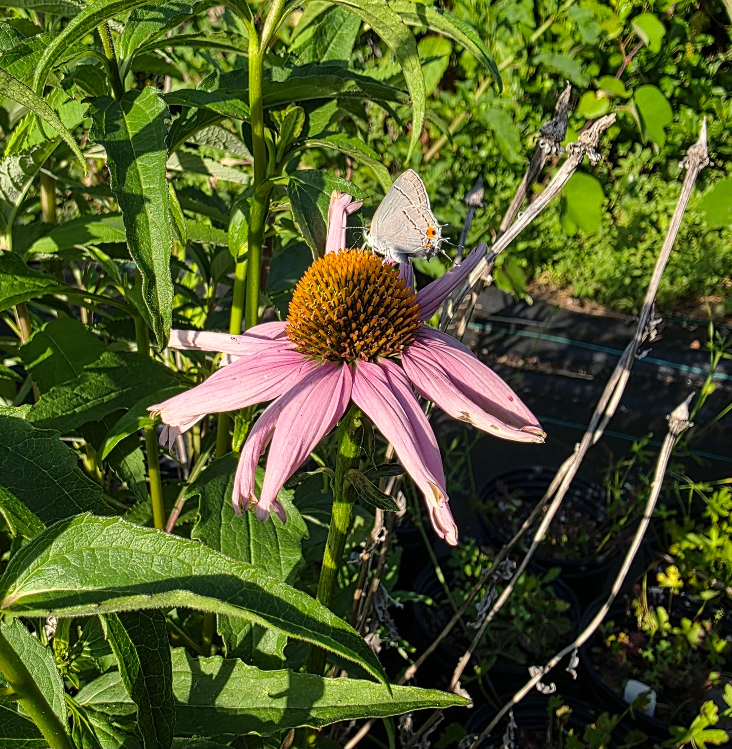 Echinacea purpurea