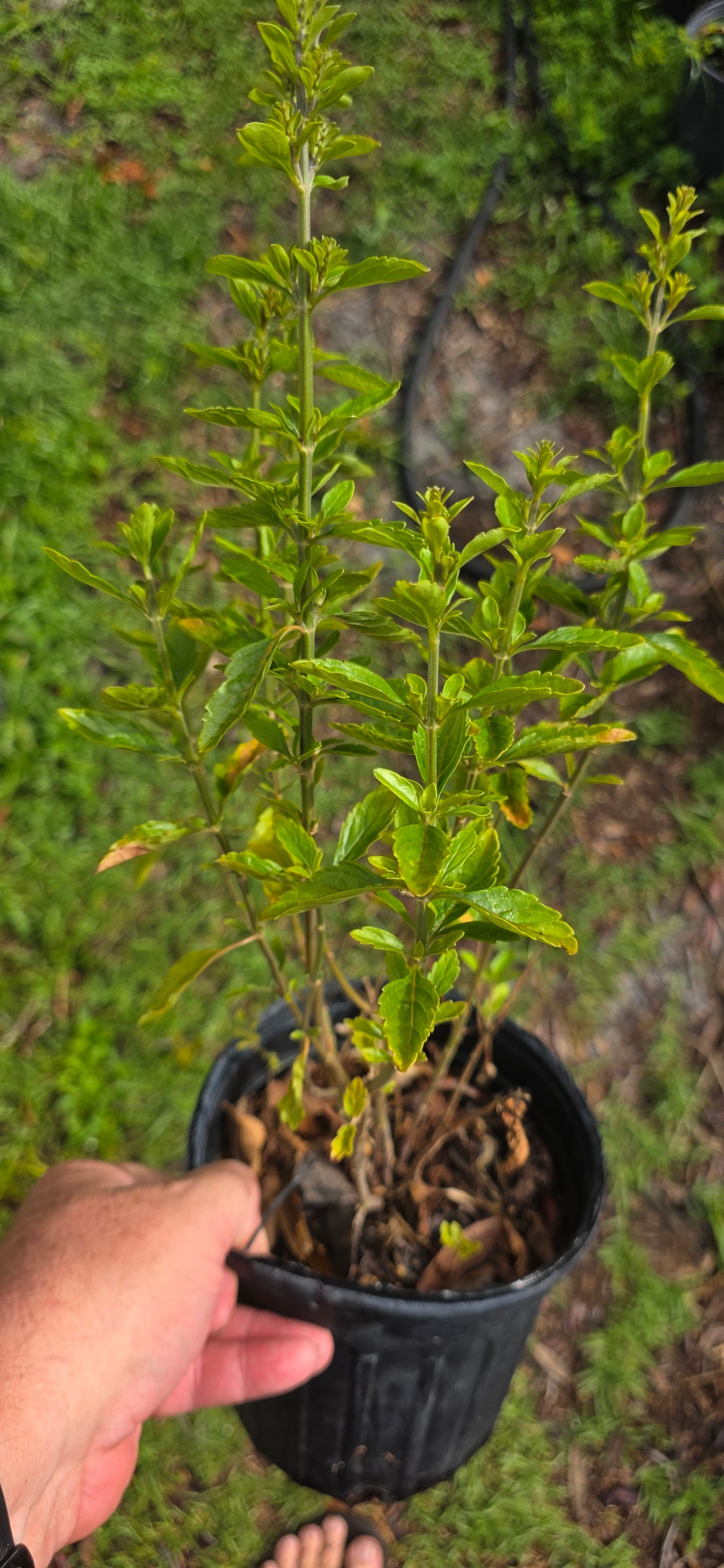 Scutellaria arenicola, scrub skullcap