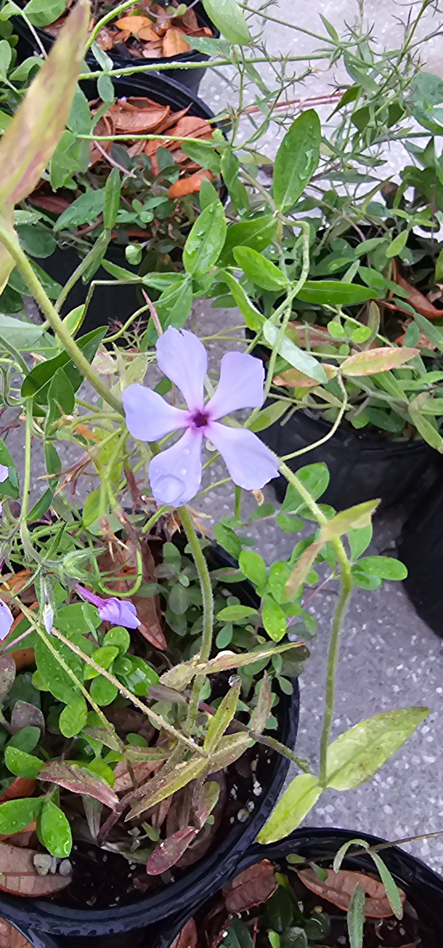 Phlox divaricata, Woodland Phlox