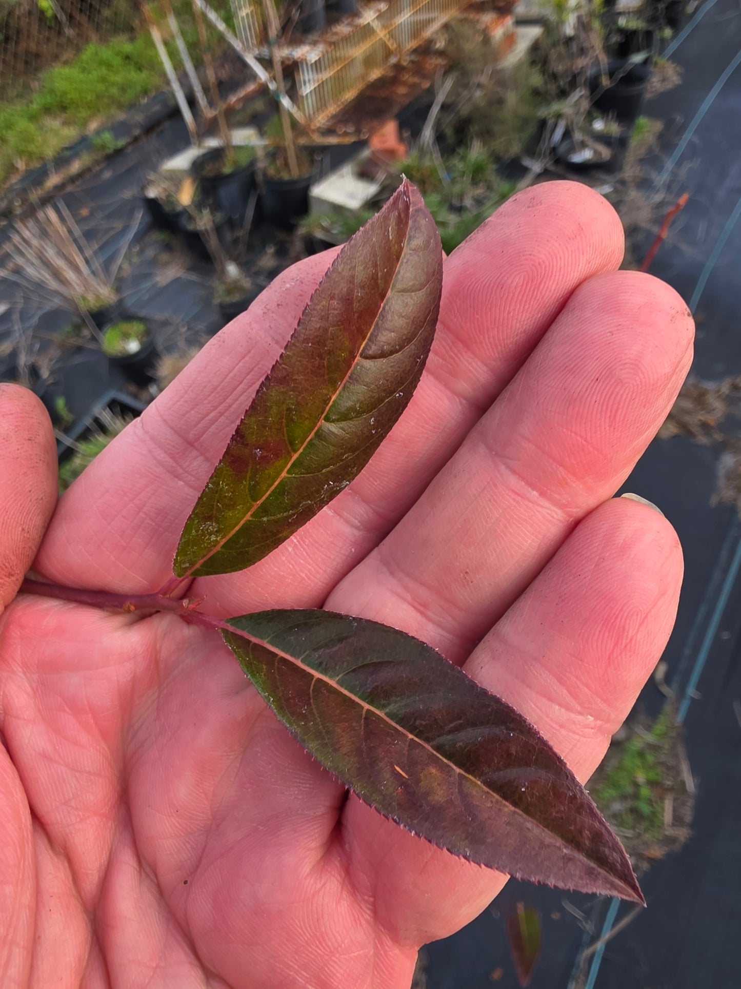 Itea virginica, Virginia Willow