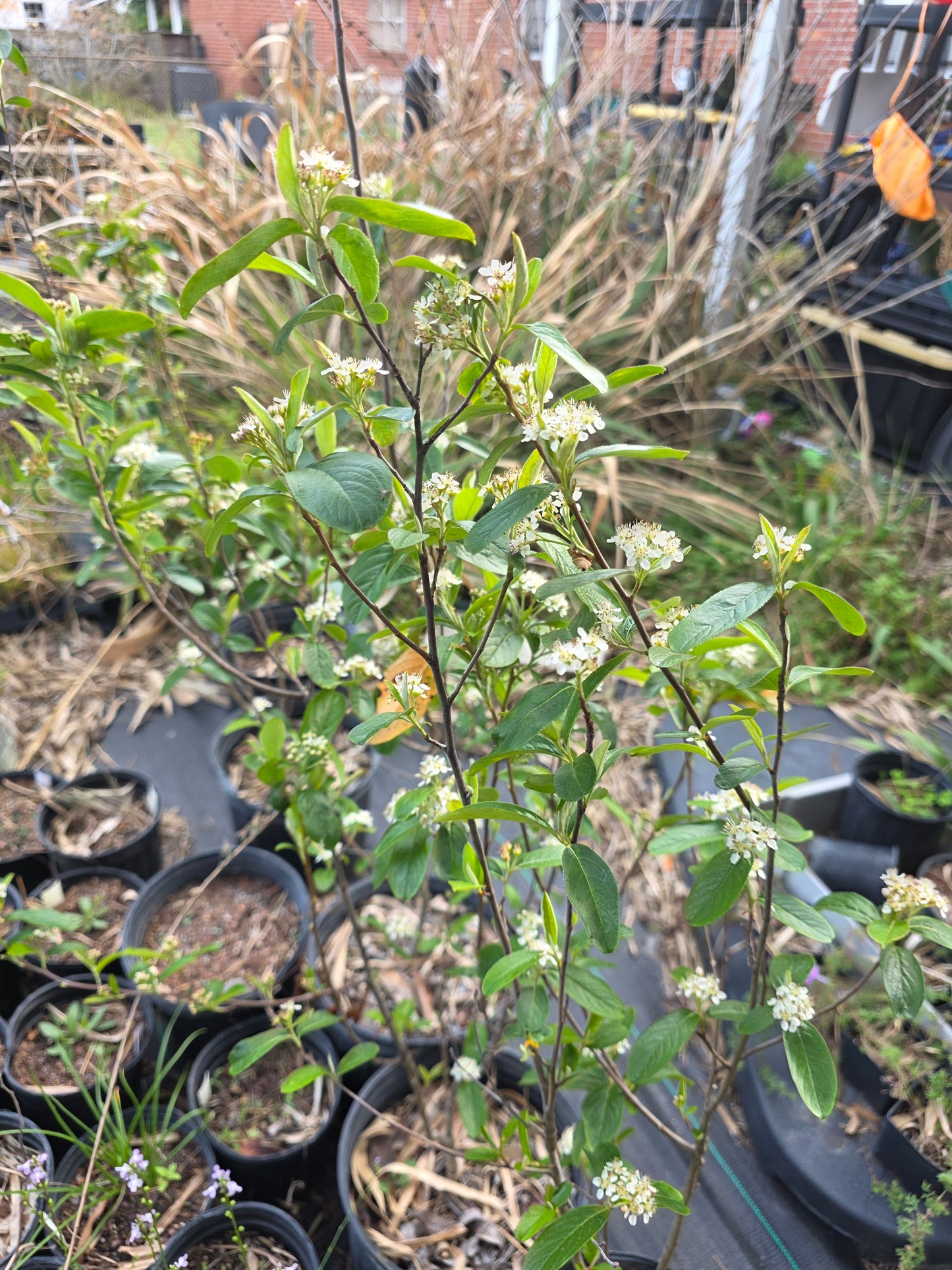 Aronia arbutifolia, Red Chokeberry