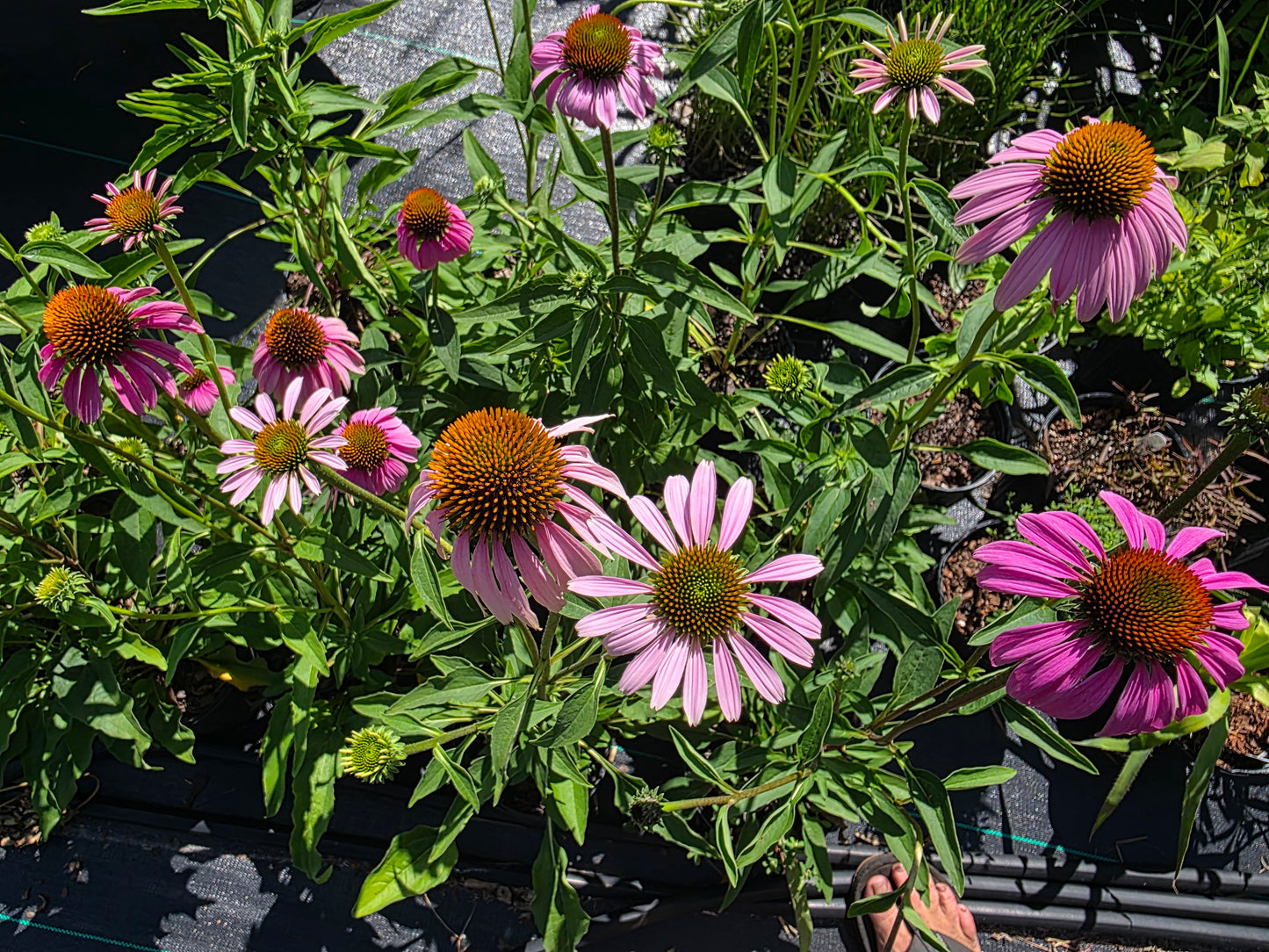 Echinacea purpurea