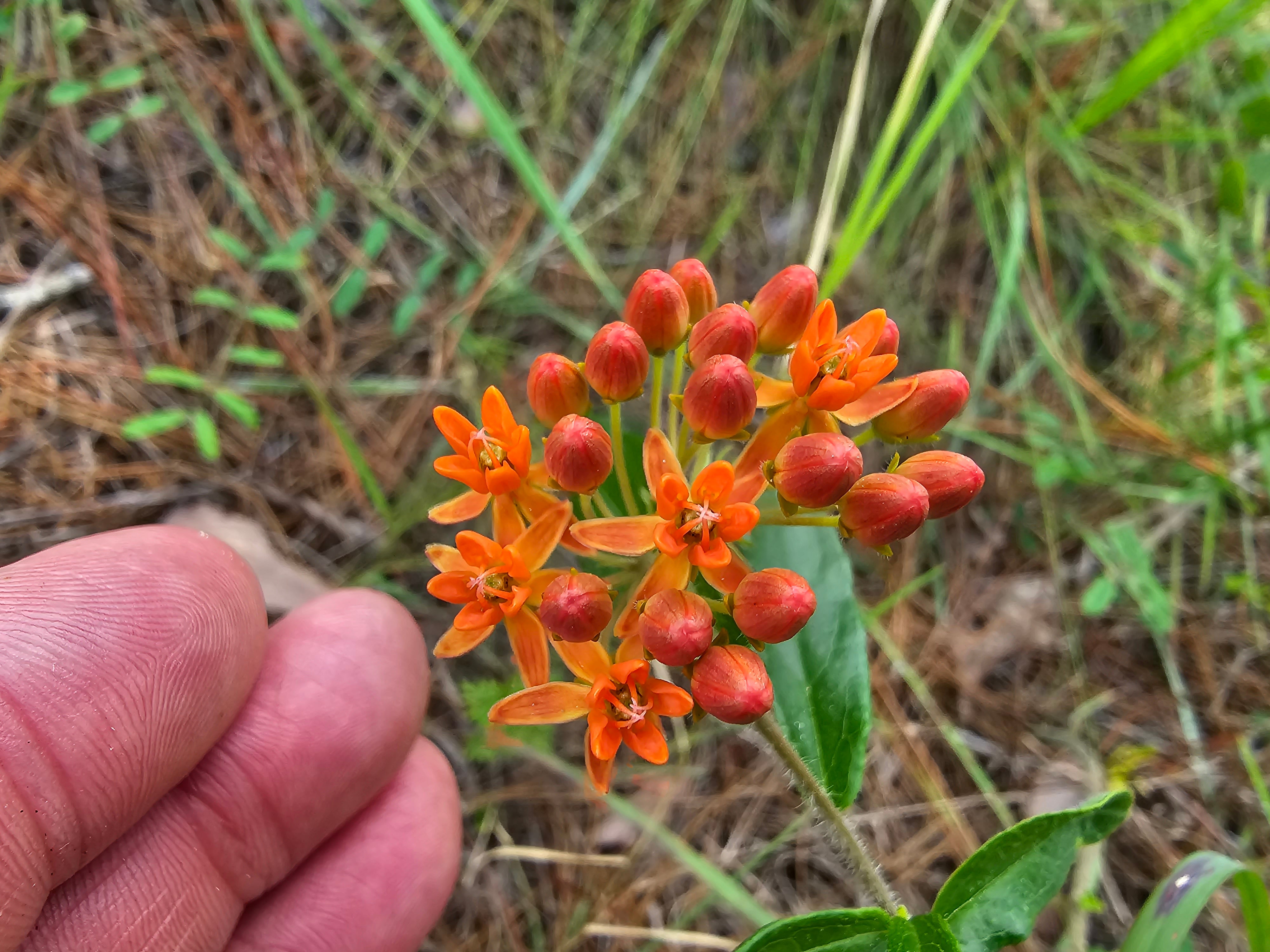 Asclepias (Milkweeds) – Gnarly Nursery