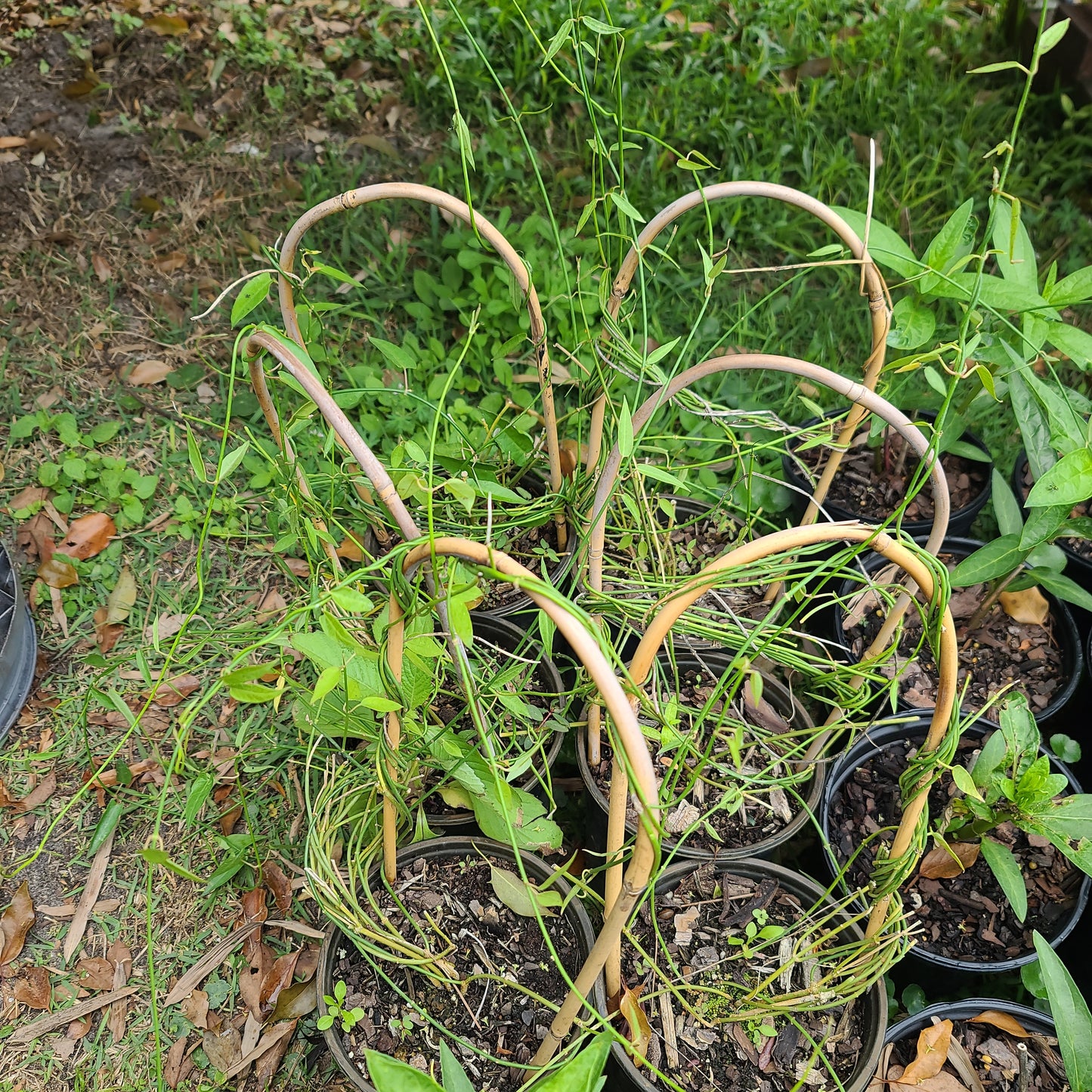 Funastrum clausum, White Twinevine