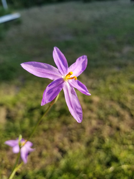 Nemastylis floridana, Celestial Lily