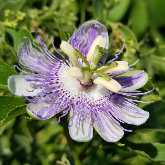 Passiflora incarnata, Passionflower