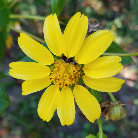 Smallanthus uvedalia, Hairy Leafcup