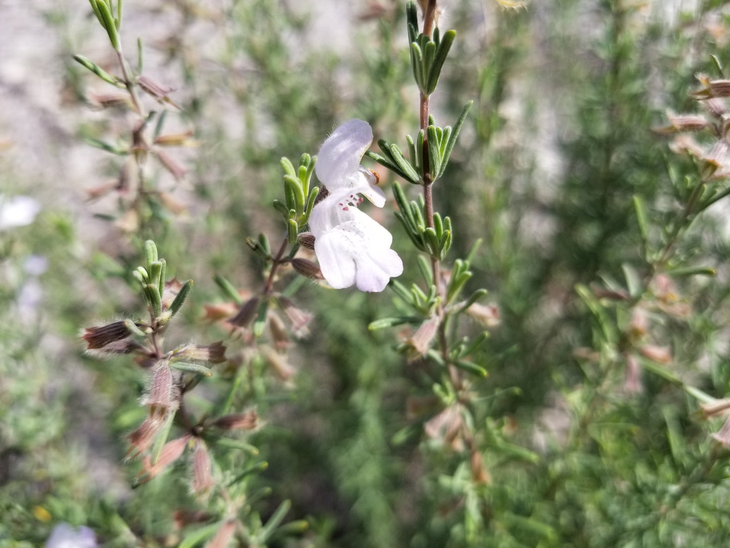 Conradina canescens