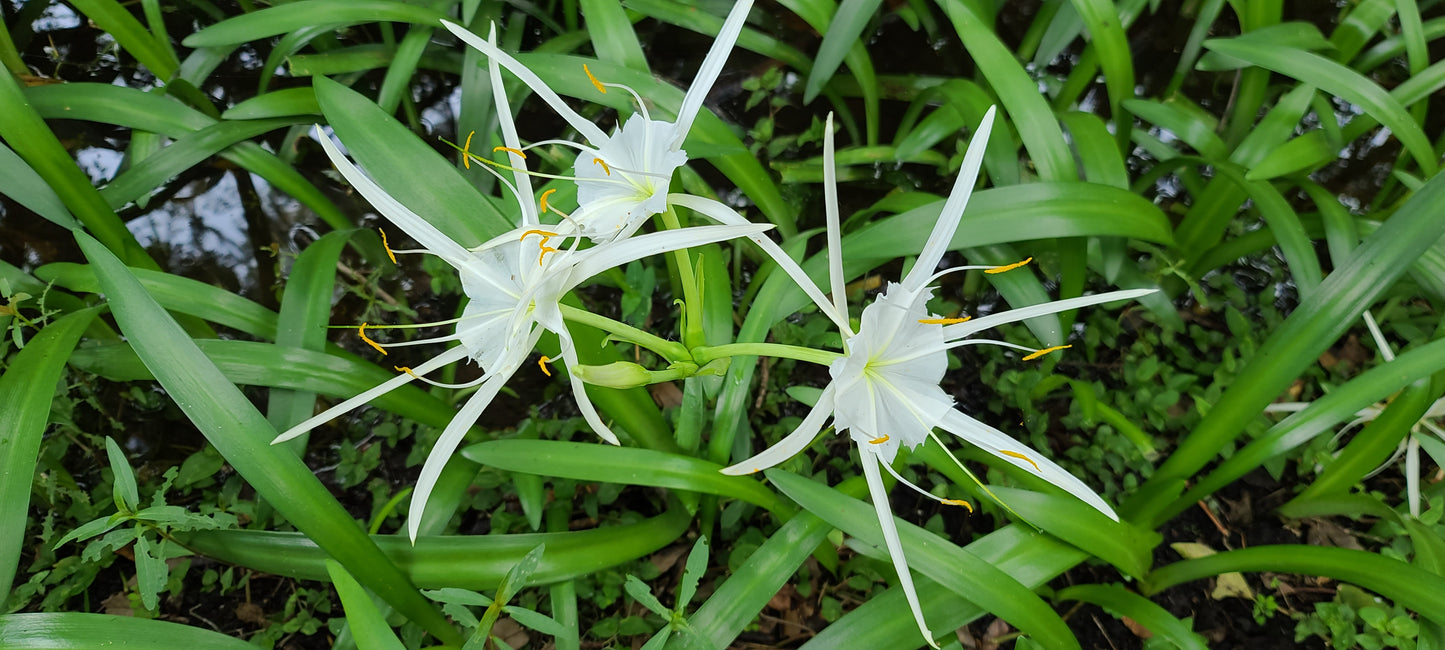 Hymenocallis rotata