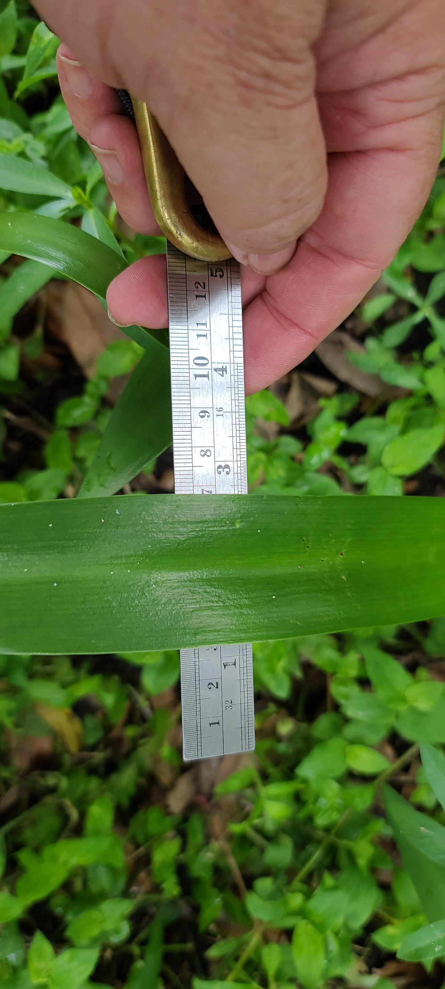 Hymenocallis rotata