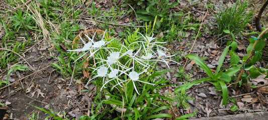 Hymenocallis duvalensis, Dixie Spiderlily "Apalachicola Angel"