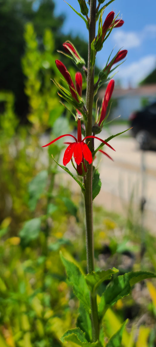 Lobelia cardinalis, Cardinalflower