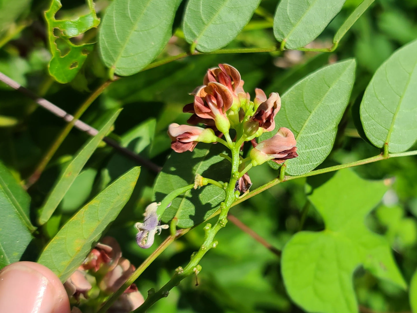 Apios americana, American Groundnut