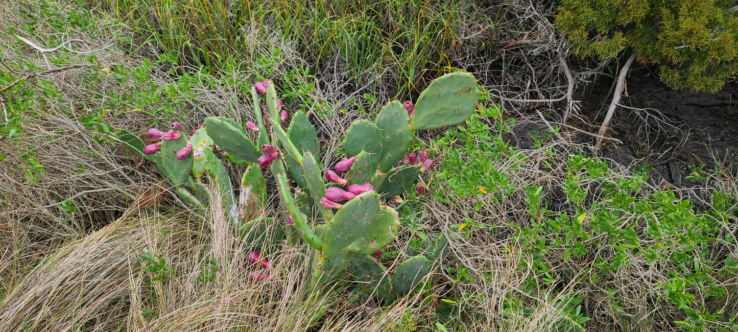 Opuntia stricta, Shell Mound Pricklypear