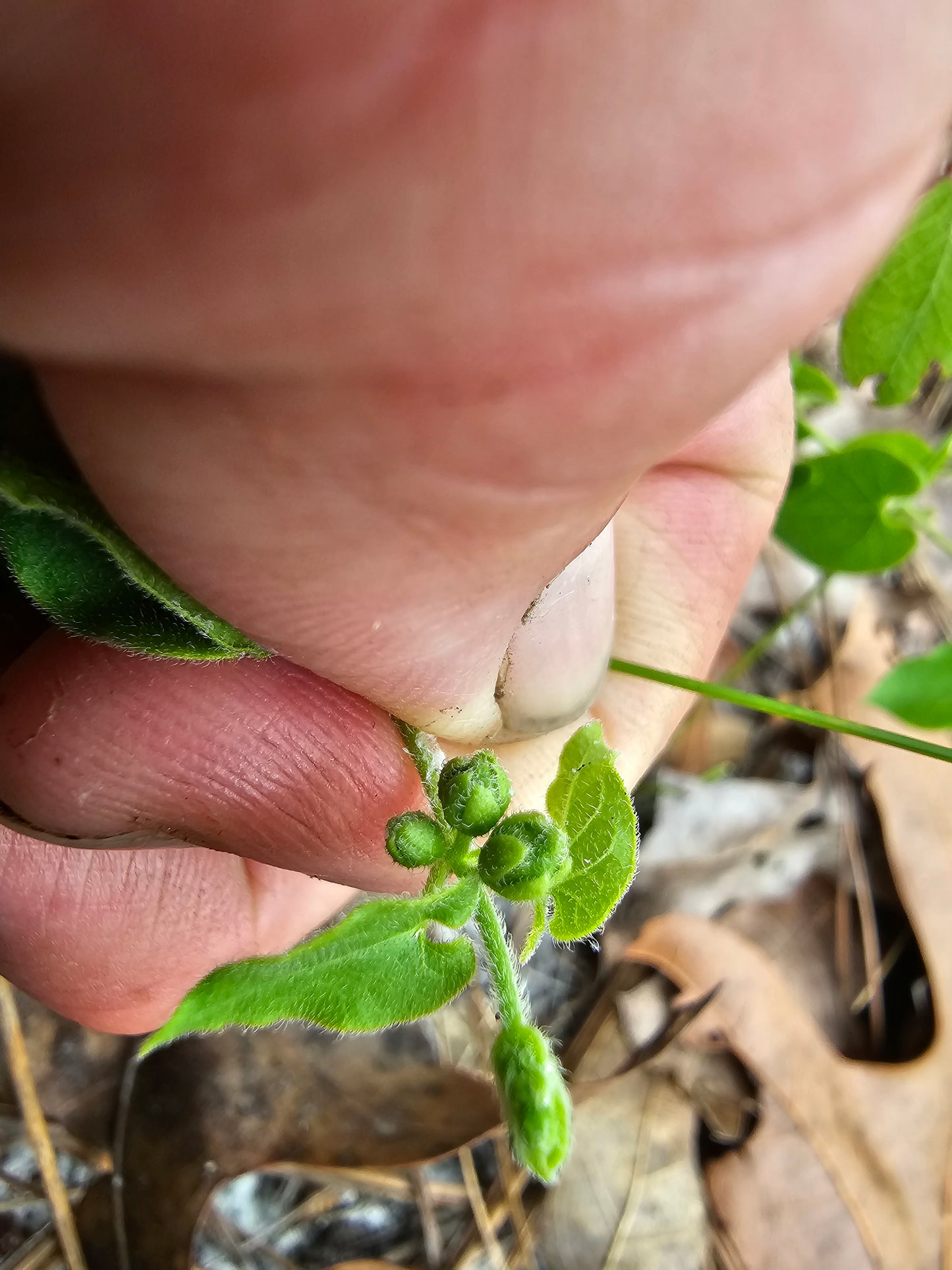 Matelea pubiflora, Sandhill Spinypod