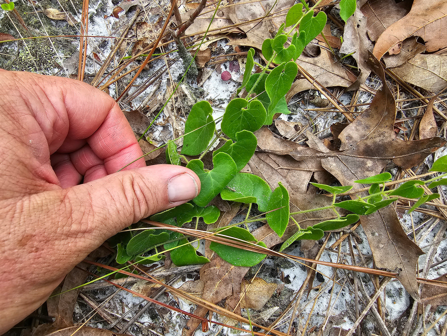 Matelea pubiflora, Sandhill Spinypod