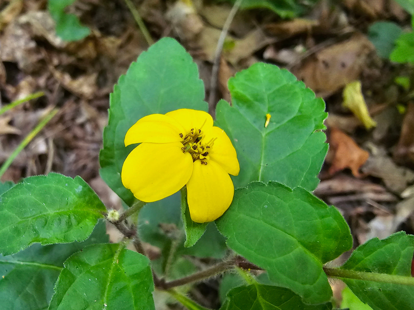 Chrysogonum virginianum, Green and Gold