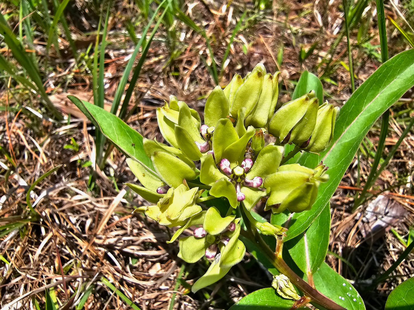 Asclepias viridis, Green Antelopehorn Milkweed (Seeds)