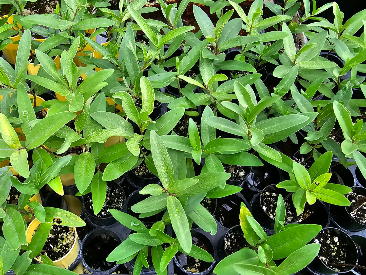 Asclepias viridis, Green Antelopehorn Milkweed