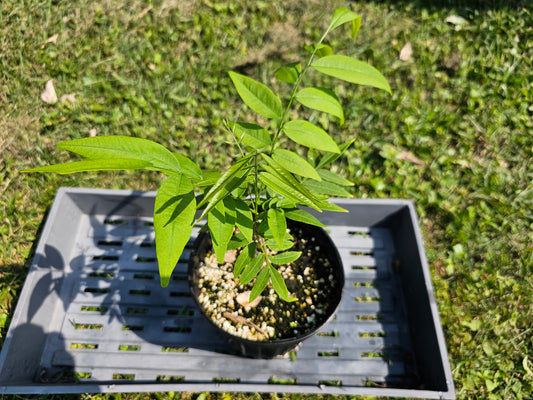 Sapindus marginatus, Florida Soapberry (Seed)