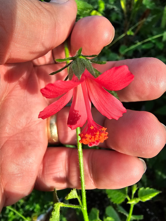 Hibiscus poeppigii, Poeppig’s Hibiscus