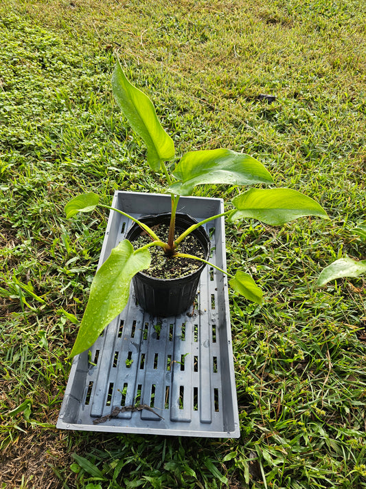 Peltandra virginica, Green Arrow Arum