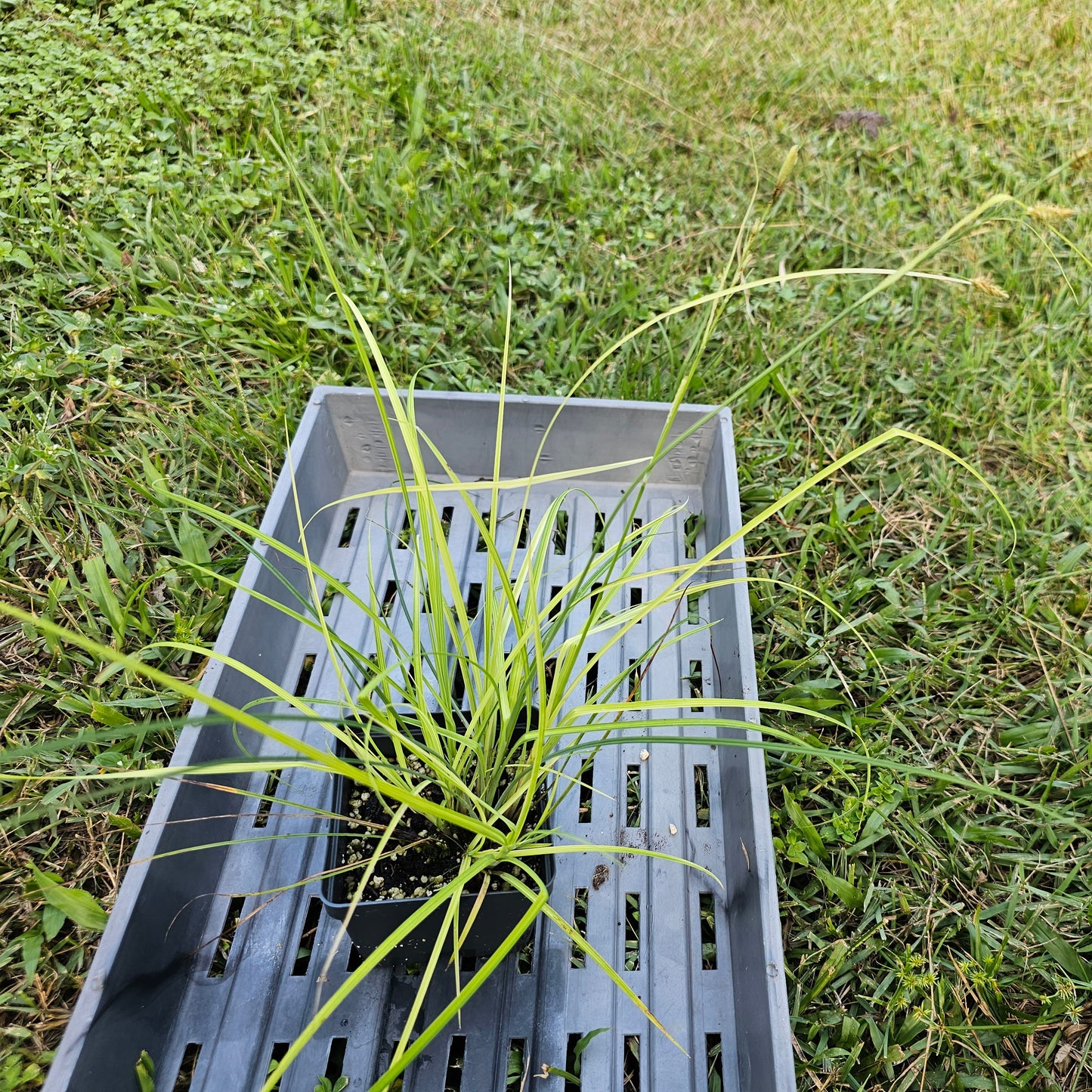 Carex glaucescens, Southern Waxy Sedge, Blue Sedge