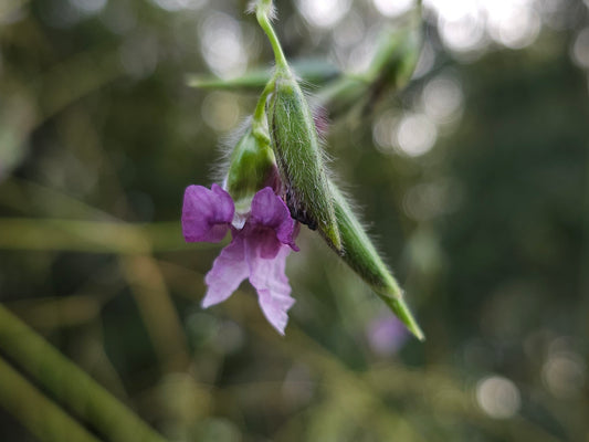 Thalia geniculata, Alligatorflag