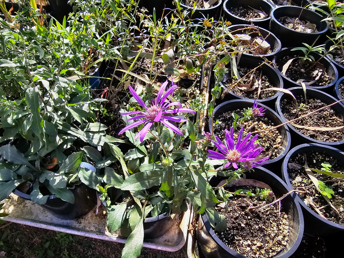 Symphyotrichum georgianum