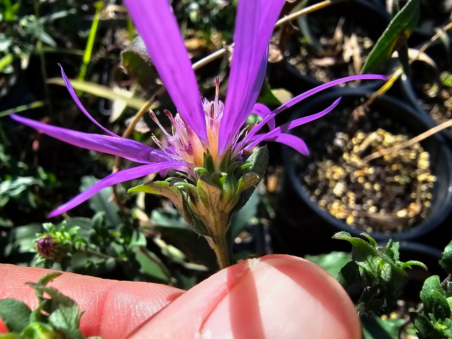 Symphyotrichum georgianum