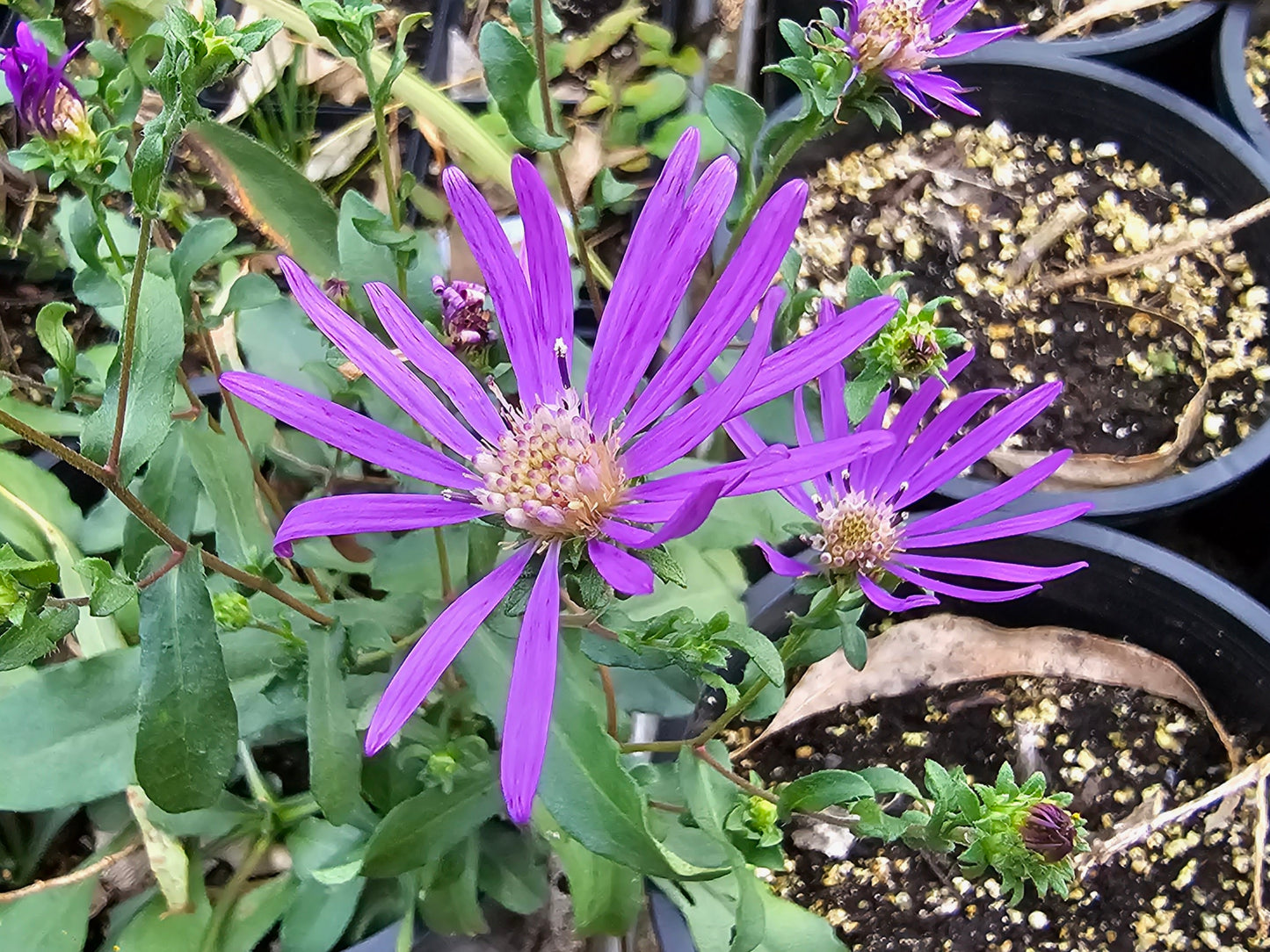 Symphyotrichum georgianum