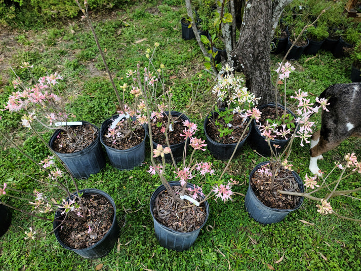 Rhododendron canescens (Piedmont azalea)