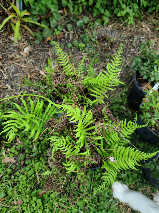 Thelypteris kunthii (Southern shield fern)