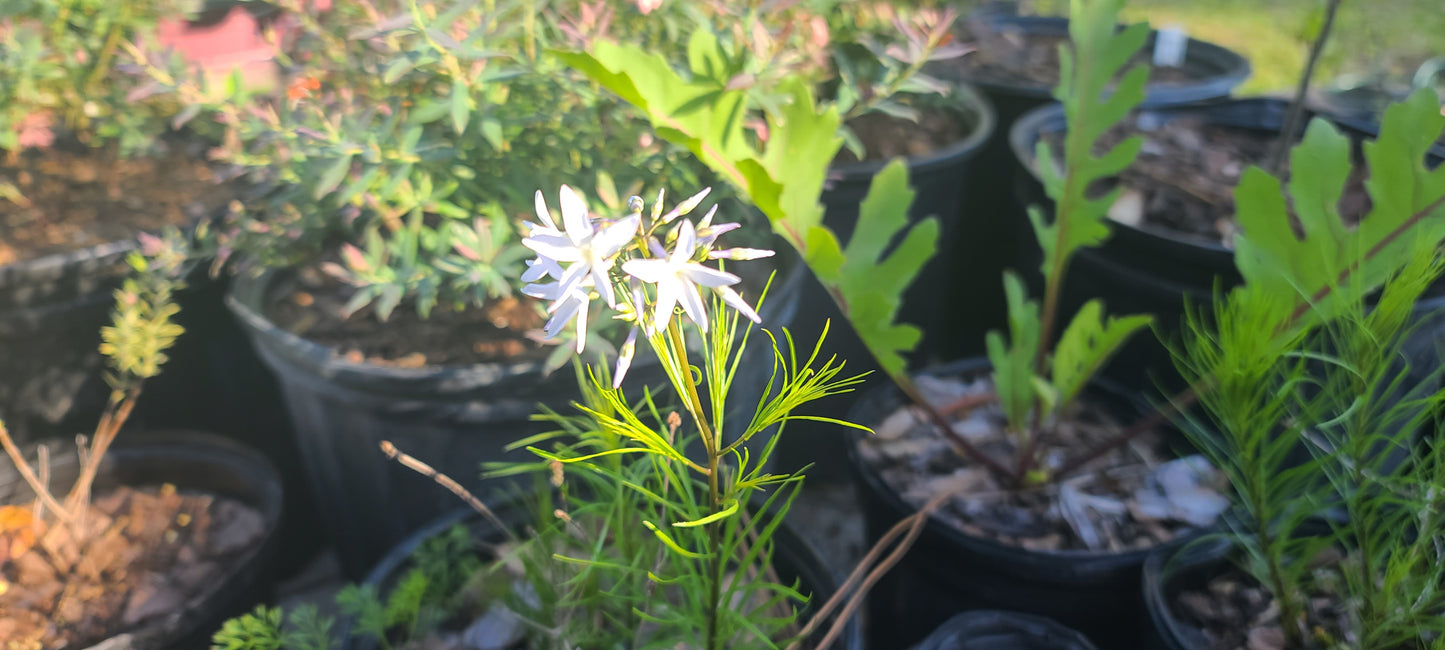 Amsonia ciliata, Fringed Bluestar