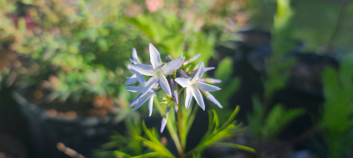 Amsonia ciliata, Fringed Bluestar