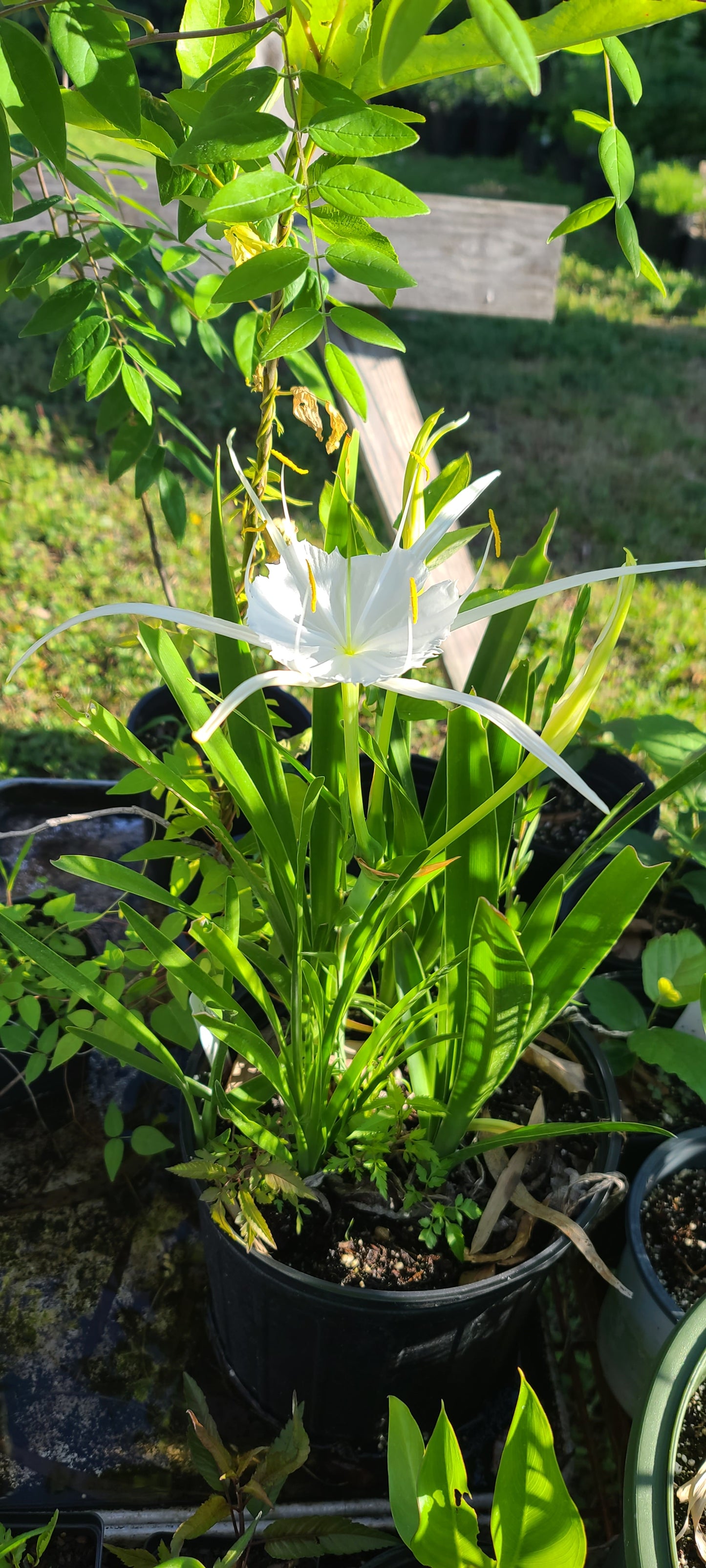 Hymenocallis godfreyi, Godfrey's Spiderlily