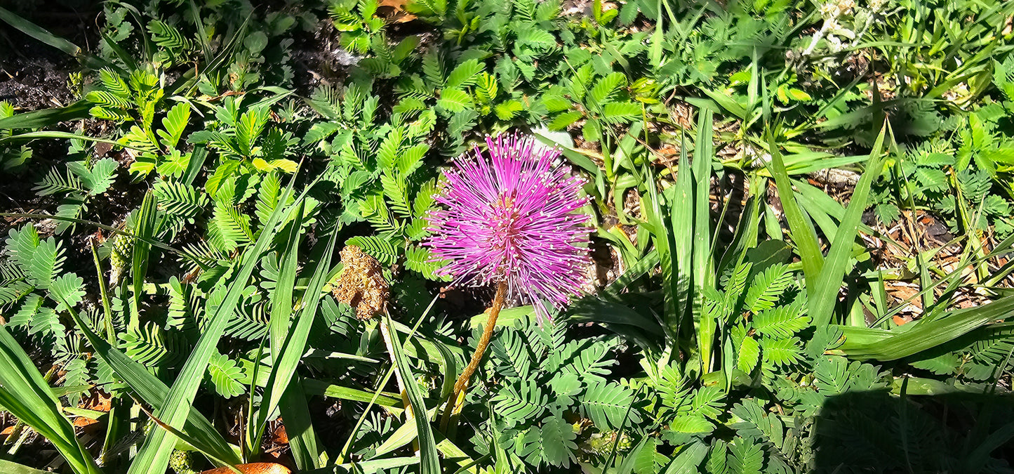 Mimosa Strigilosa Sunshine Mimosa Fruit Of Labor, 50 OFF