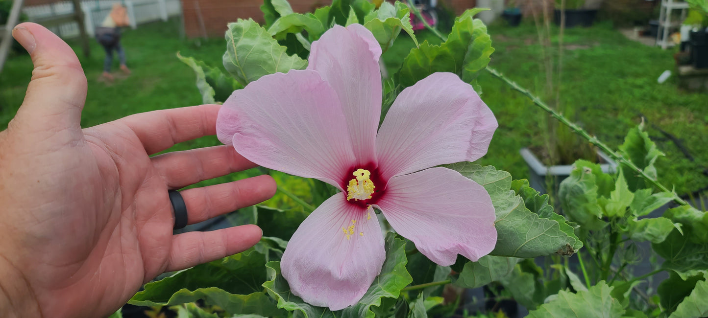 Hibiscus grandiflorus, Swamp Rosemallow