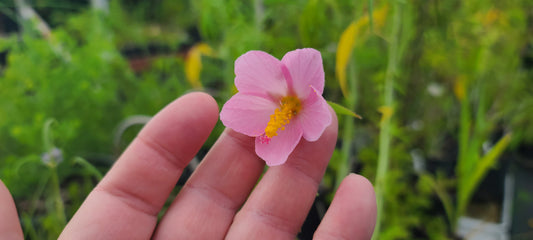 Kosteletzkya pentacarpos, Virginia Saltmarsh Mallow