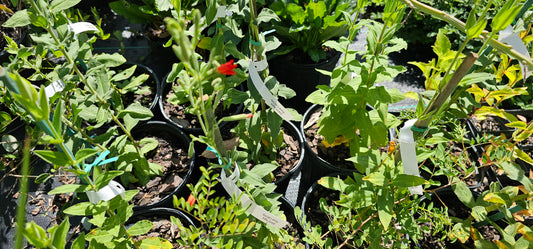 Silene regia, Royal catchfly