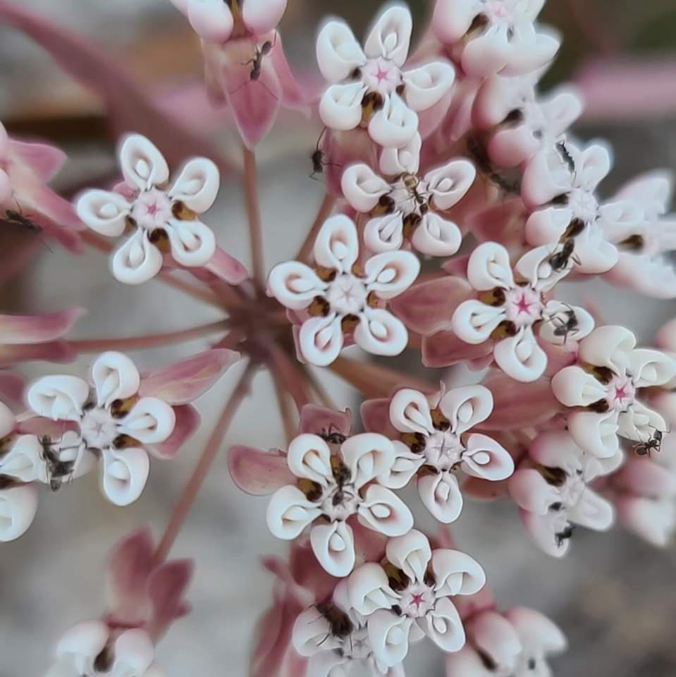 Asclepias humistrata, Sandhill Milk