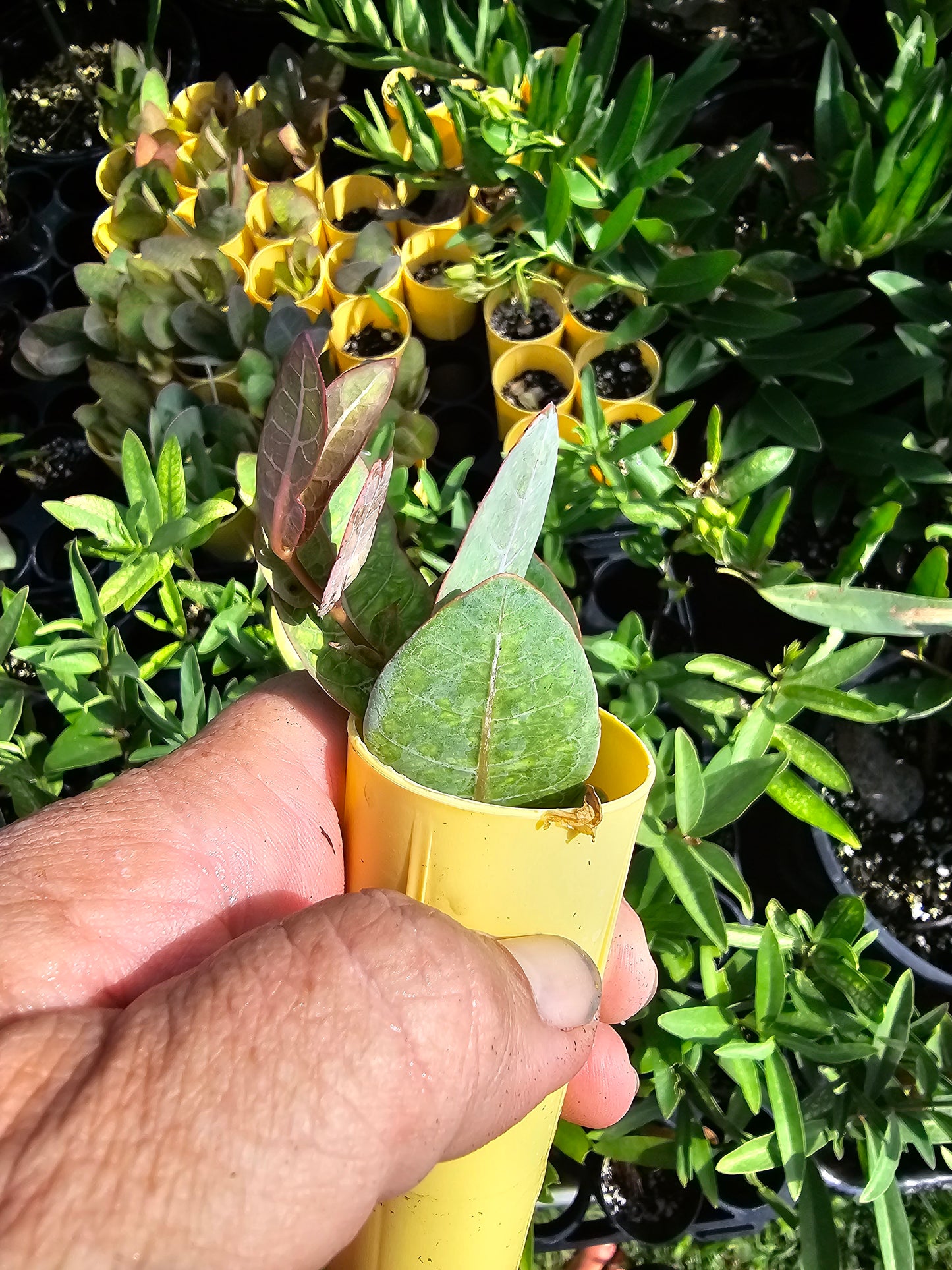 Asclepias humistrata, Sandhill Milkweed