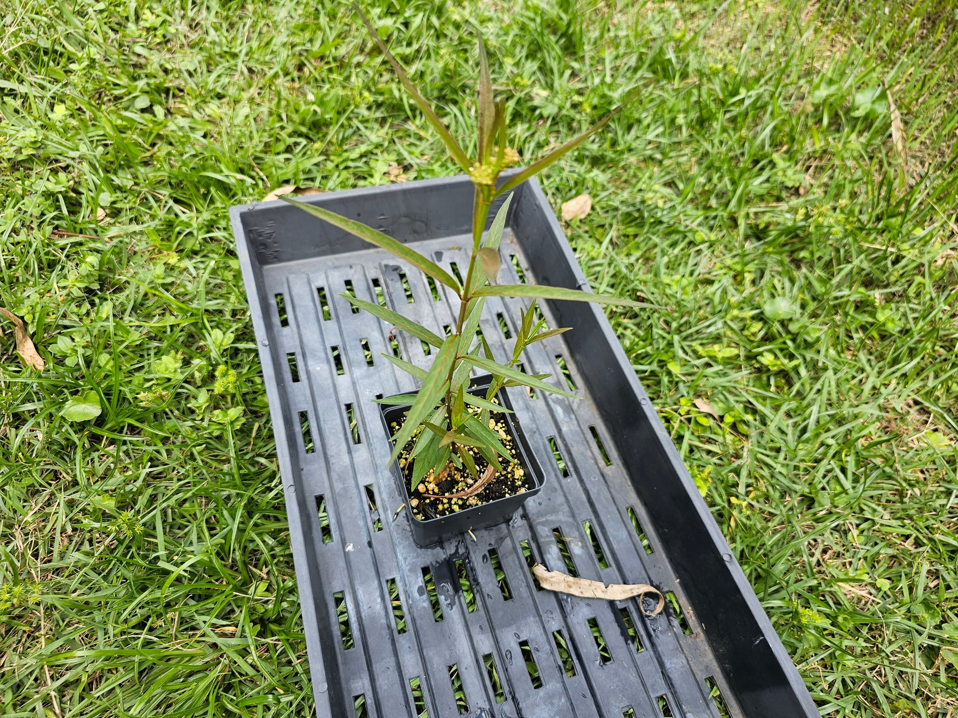 Asclepias perennis