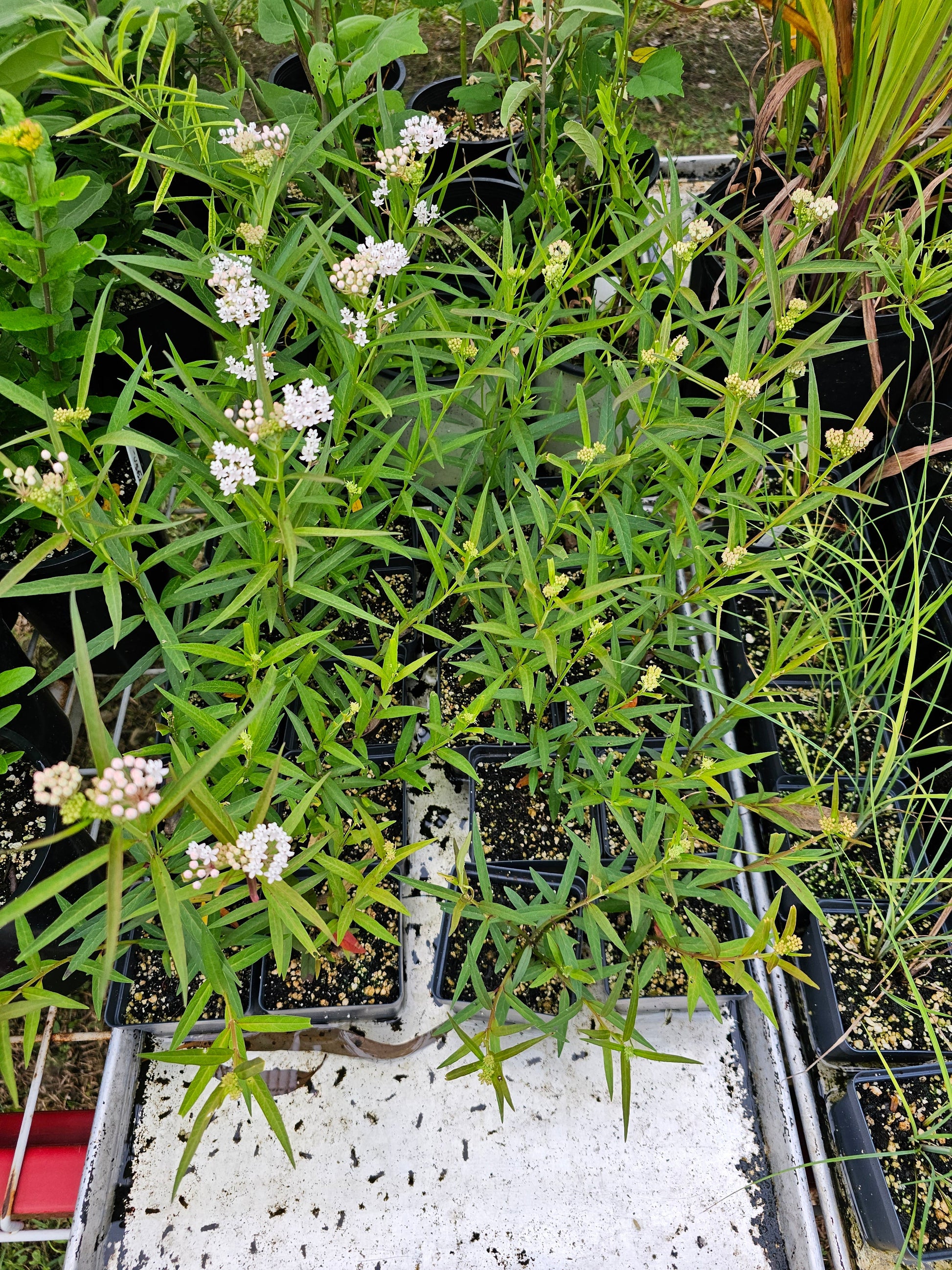 Asclepias perennis, Swamp Milkweed