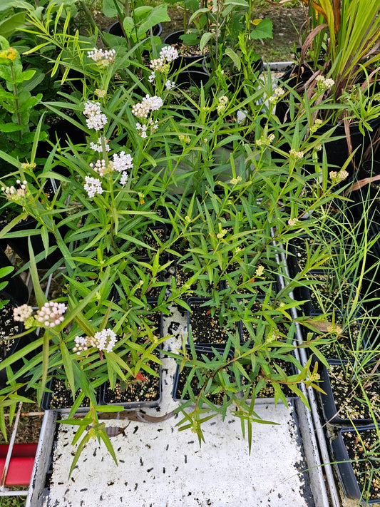 Asclepias perennis, Swamp Milkweed