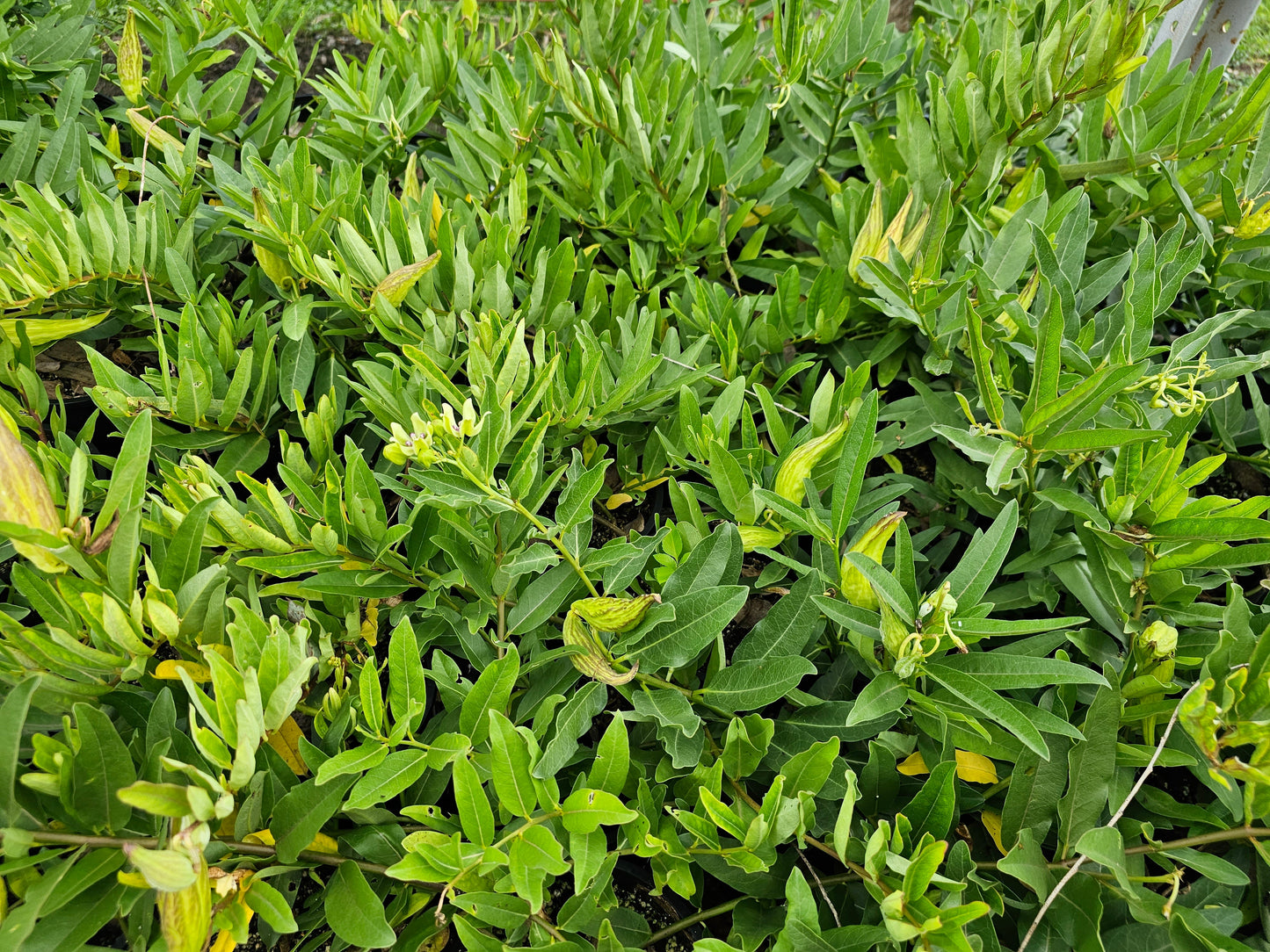 Asclepias viridis