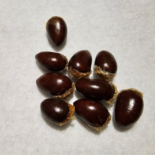 Asimina seeds