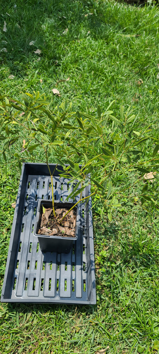 Baptisia lanceolata