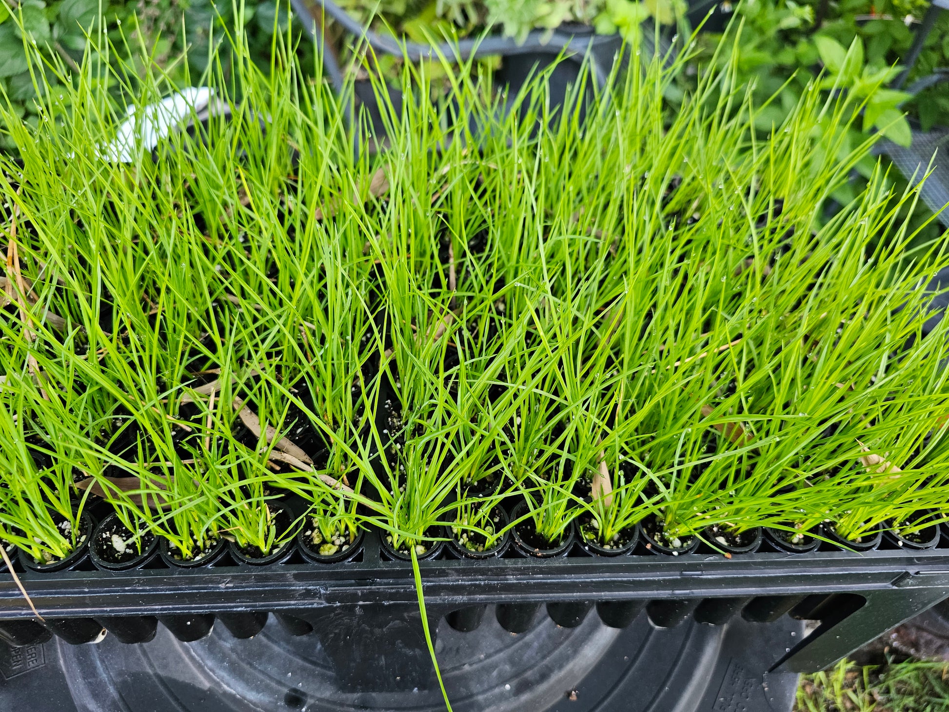 Calydorea caelestina, Bartram's Ixia Gnarly Nursery